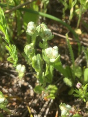 Micropus californicus