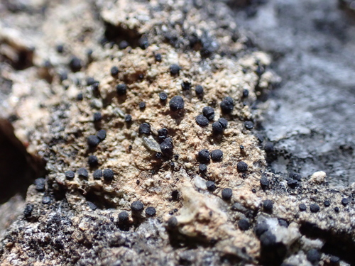 Frosted Grain-spored Lichen