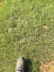 Micropus californicus