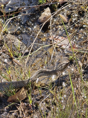 South American Dotted Racer