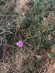 Armeria maritima maritima