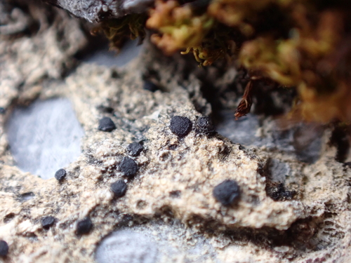 Frosted Grain-spored Lichen