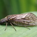 Common Alderfly - Photo (c) Julien Preud'homme, some rights reserved (CC BY-NC), uploaded by Julien Preud'homme