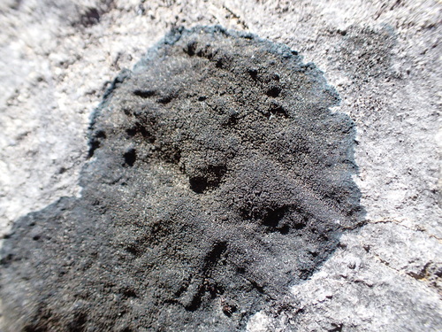 Blackthread Lichen