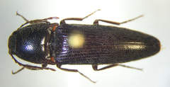 Melanotus similis