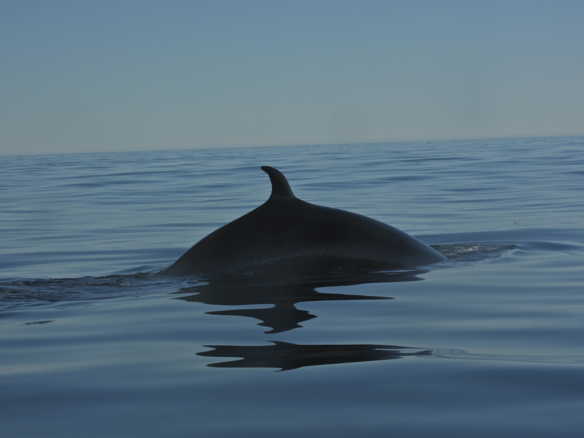Balaenoptera borealis