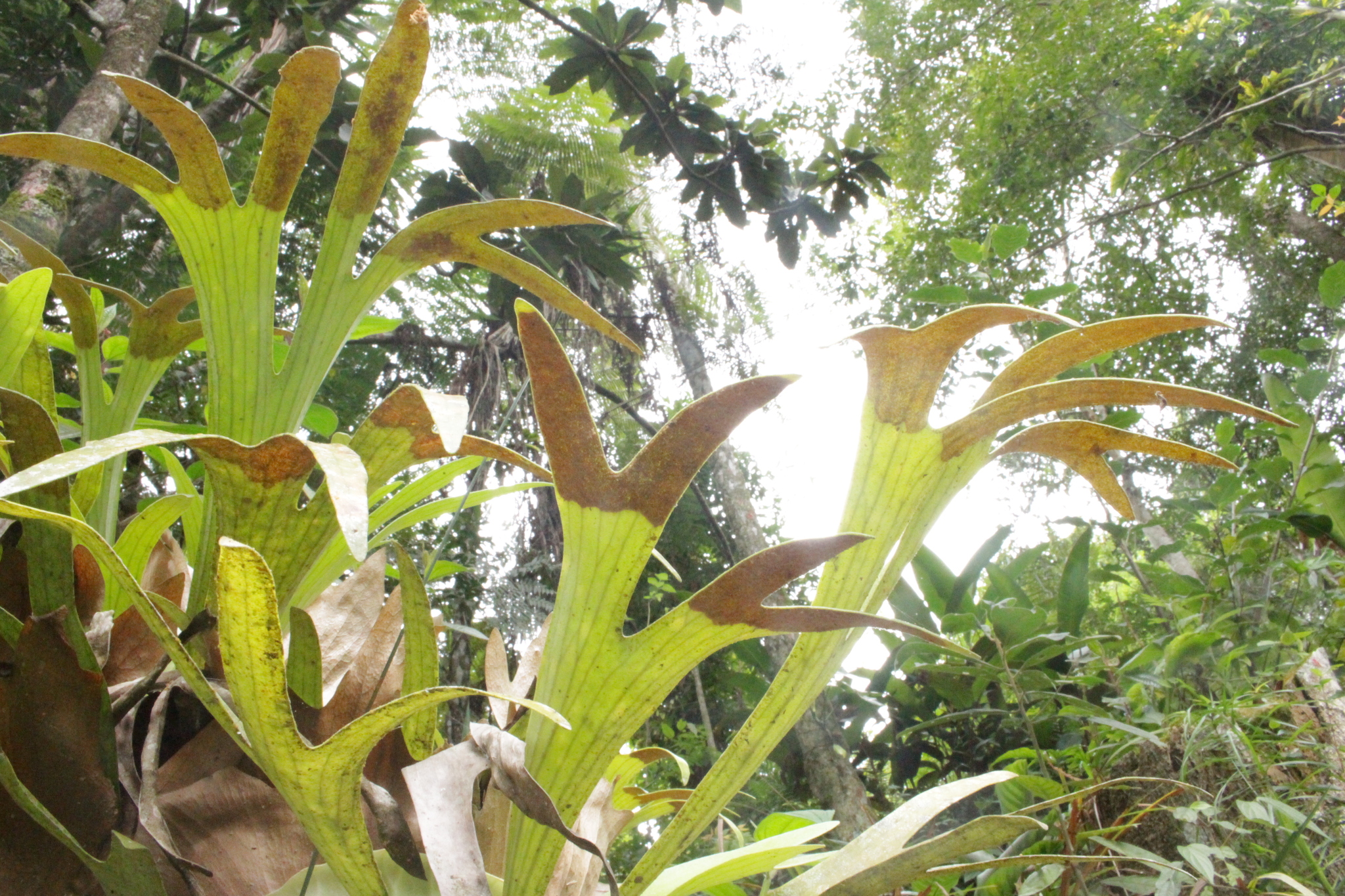 Platycerium bifurcatum
