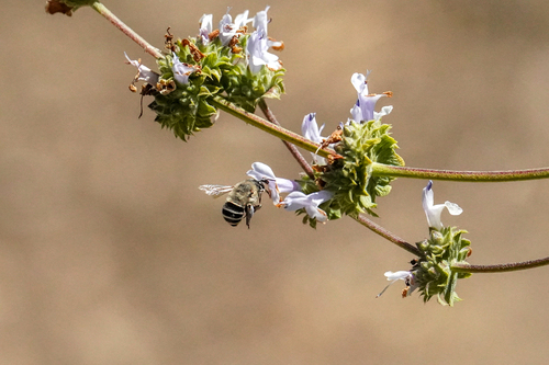 Common Digger Bees
