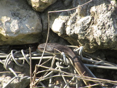Pantherophis obsoletus