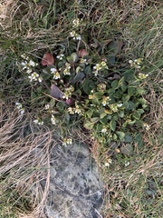Cochlearia officinalis