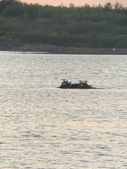 Thalasseus sandvicensis