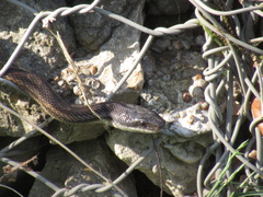 Pantherophis obsoletus