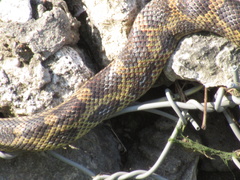 Pantherophis obsoletus