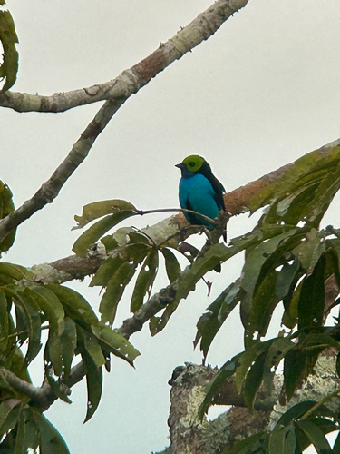 Paradise Tanager (Tangara chilensis), photo 4