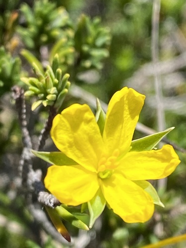 Hibbertia stricta observed 2026-04-12