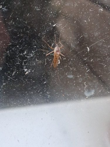 Winter Marsh Mosquito