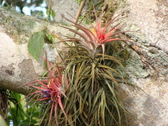 Tillandsia velutina