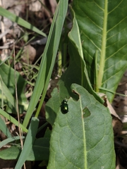 Gastrophysa cyanea
