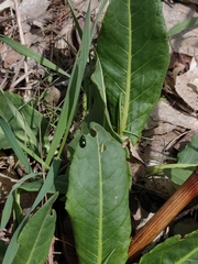Gastrophysa cyanea
