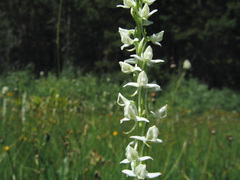 Platanthera dilatata leucostachys