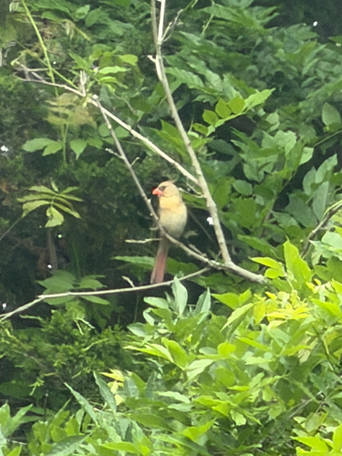 Northern Cardinal