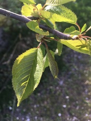 Prunus cerasus