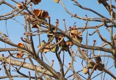 Sterculia apetala