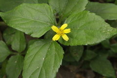 Calyptocarpus brasiliensis