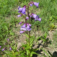 Penstemon tenuis