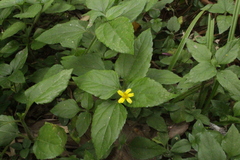 Calyptocarpus brasiliensis