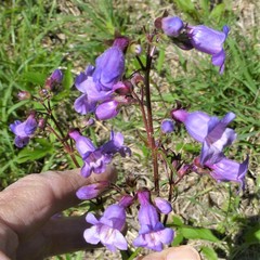 Penstemon tenuis