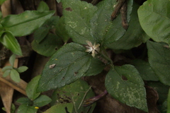 Calyptocarpus brasiliensis