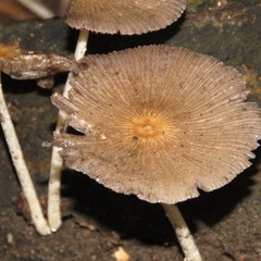 Psathyrellaceae