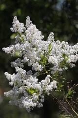 Ceanothus