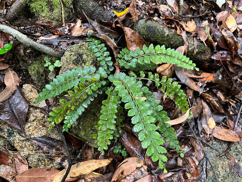 Asplenium paleaceum, 2026-06-10