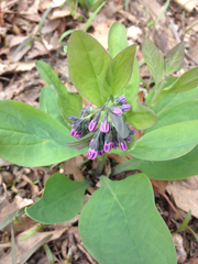 Mertensia virginica