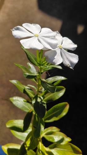 Madagascar Periwinkle