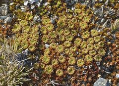 Hectorella caespitosa