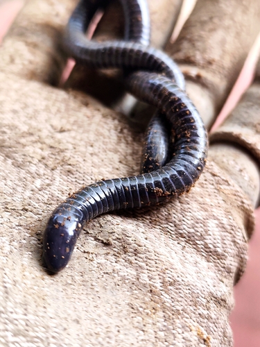 Boettger's Caecilian