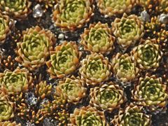 Hectorella caespitosa