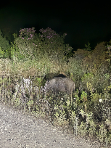 North African Boar