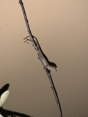 Anolis cristatellus cristatellus