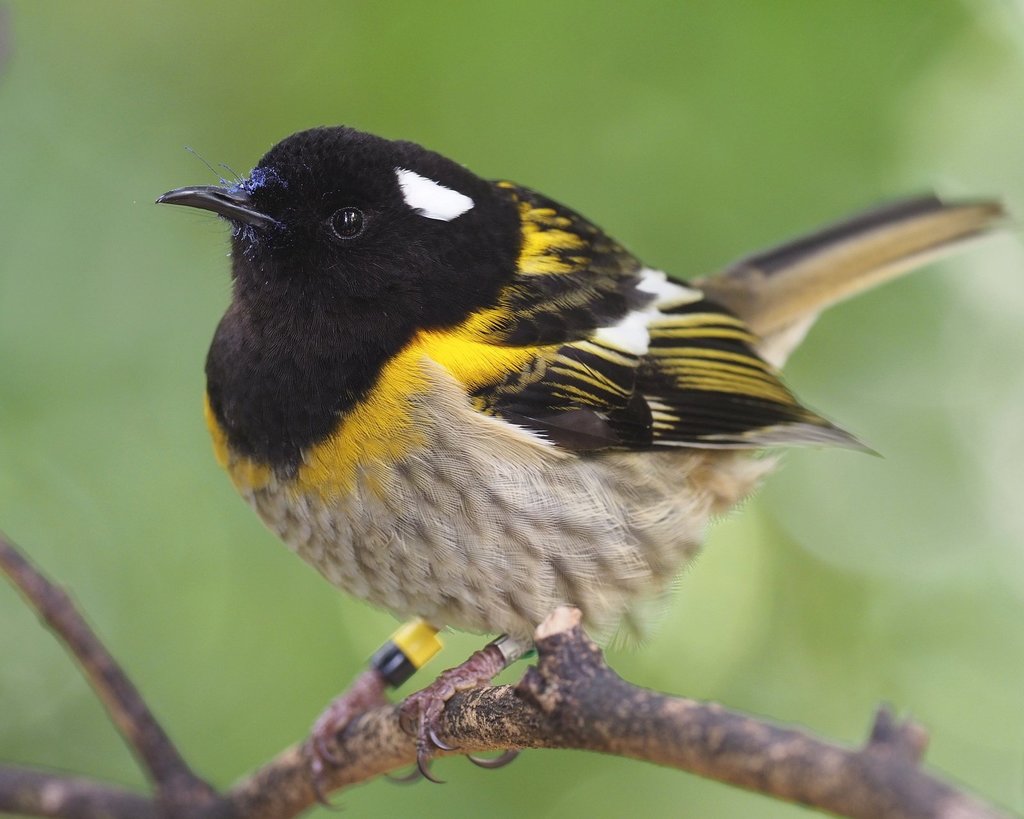 Stitchbird (Notiomystis cincta) photo