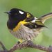 Stitchbird - Photo (c) digitaltrails, some rights reserved (CC BY-NC-SA)