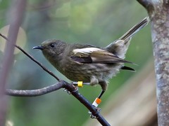 Stitchbird photo 2