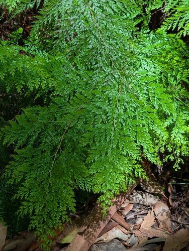Odontosoria chinensis, photograph 4