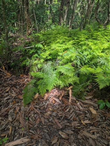 Odontosoria chinensis, photograph 5