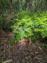 author not stated, no rights reserved Odontosoria chinensis, photograph author not stated, no rights reserved