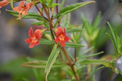Diplacus × australis