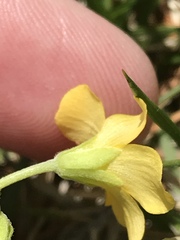 Oxalis dillenii